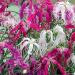 Dianthus Superbus Spooky Cut Flowers