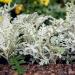 Dusty Miller Up Close