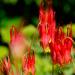 eastern red columbine flowers