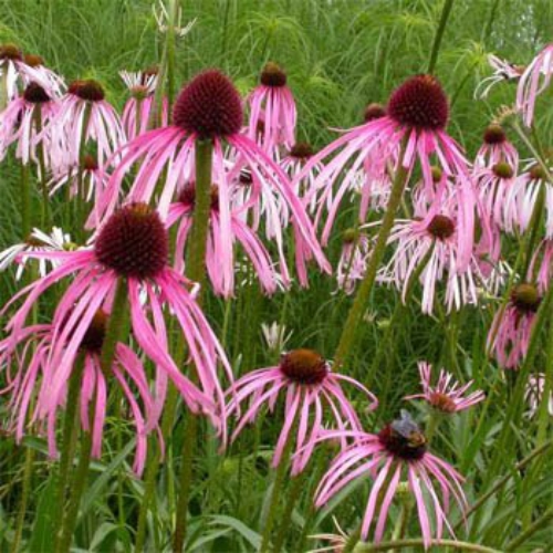 Pale Purple Coneflower