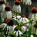 White Swan Coneflowers With Butterfly