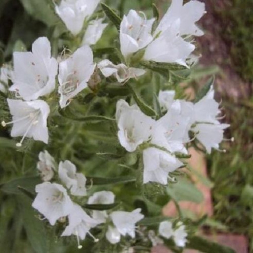 Echium White Bedder Flowers