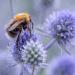 Bee On Eryngium Flower