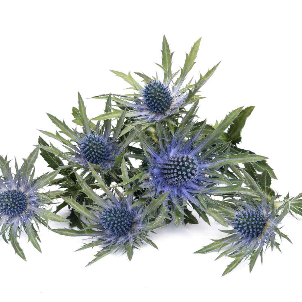 Eryngium Seeds Eryngium Alpinum Sea Holly Flower Seed
