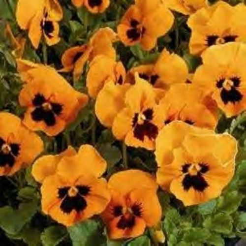 When To Sow Winter Pansies Seeds