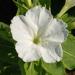 Mirabilis Jalapa White Flowering Vine