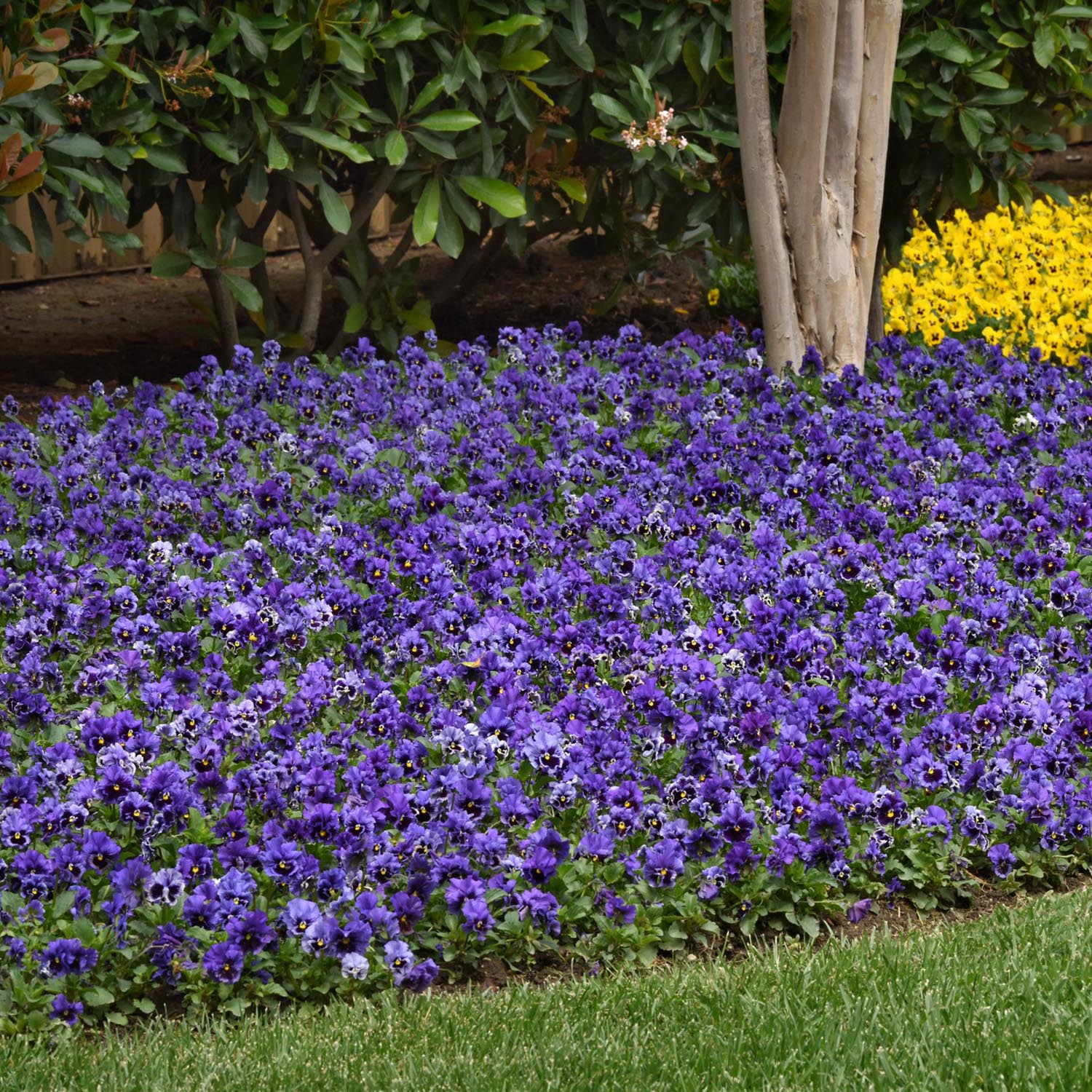 Pansy Frizzle Sizzle Blue Garden Flowers