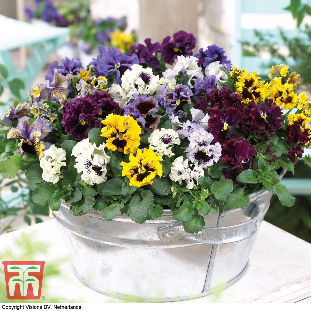 Pansy Frizzle Sizzle Flower Mix