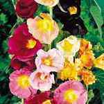 Garden Hollyhock