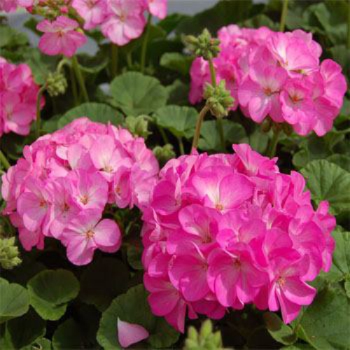 Geranium Seeds Pink Bicolor Geranium Flower Seed