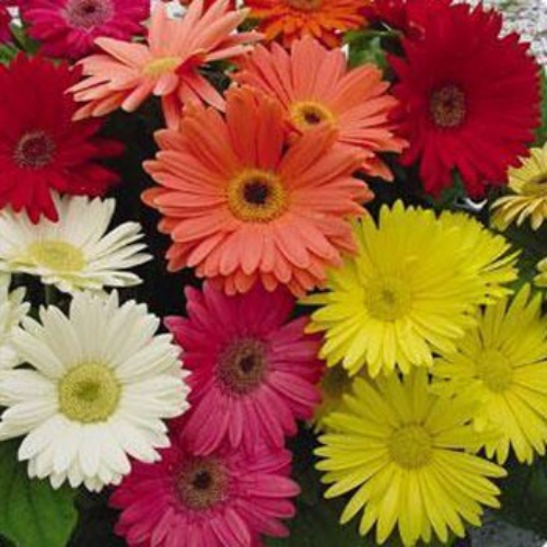 Gerbera Jamesonii Mix
