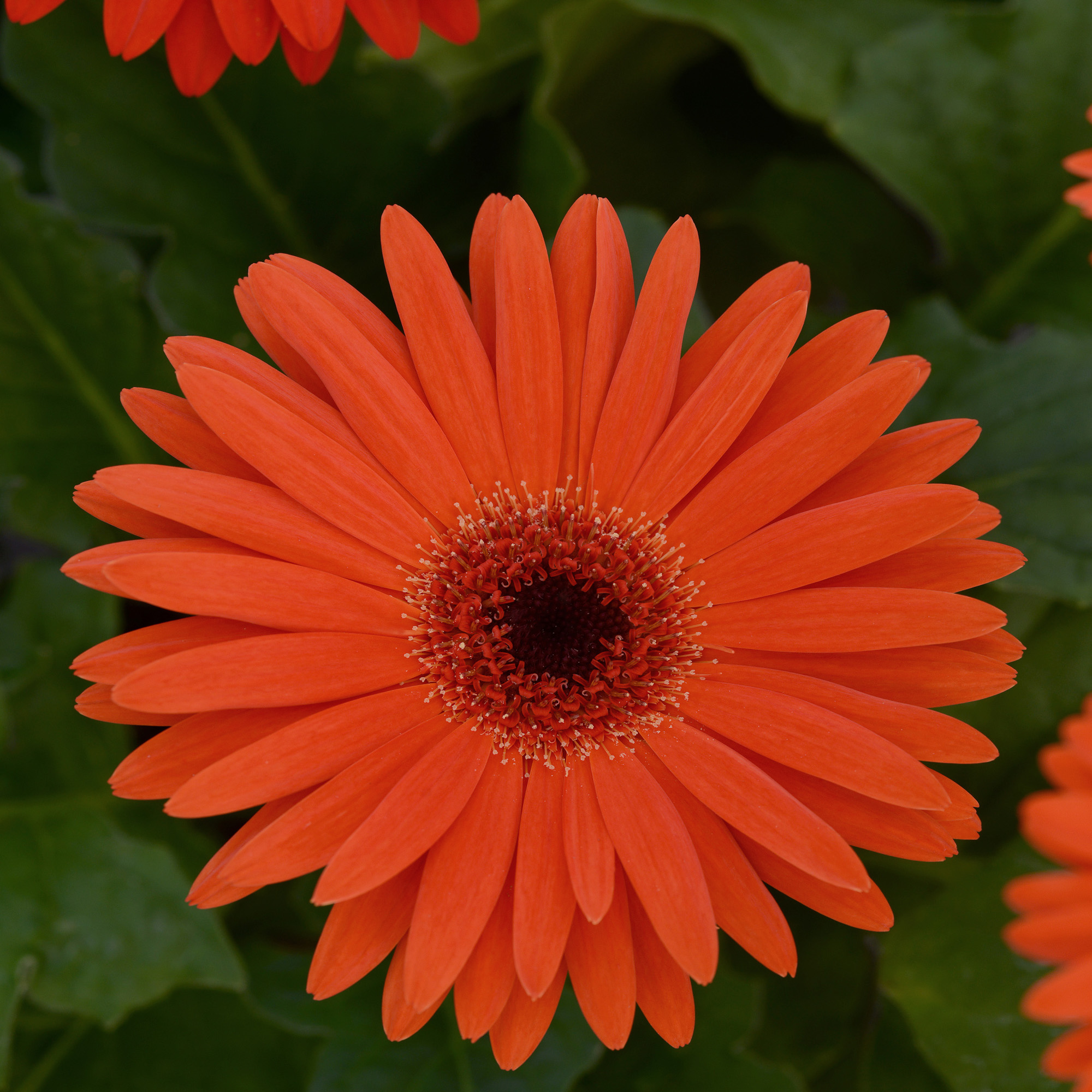 Gerbera Revolution Pastel Orange Flowers