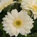 Gerbera Vanilla Flowers