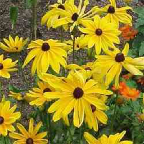 Gloriosa Daisy Summer