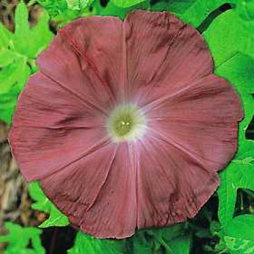 Morning Glory Chocolate