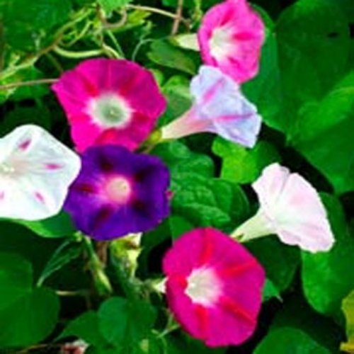 Morning Glory Fieldgrown Mix