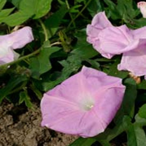 Morning Glory Pink