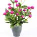 Gomphrena Rose Flowers In Vase