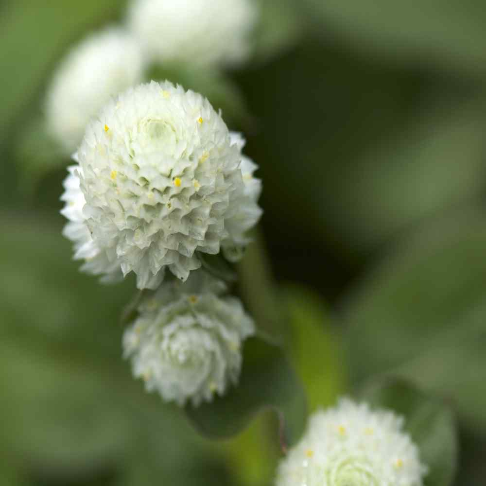 Gomphrena Seed - Gomphrena Globosa White Flower Seeds