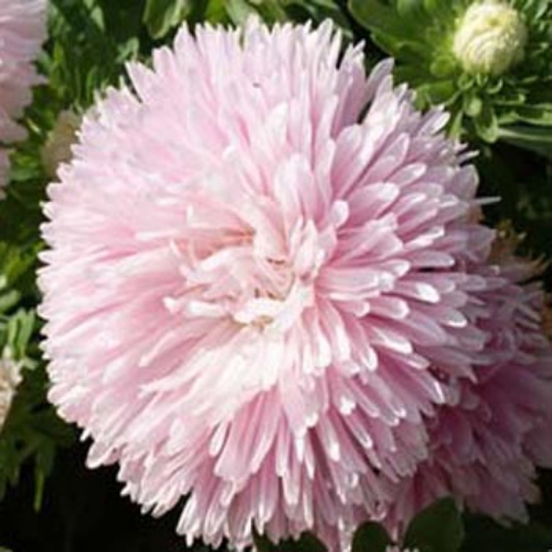 Aster Gremlin Light Rose