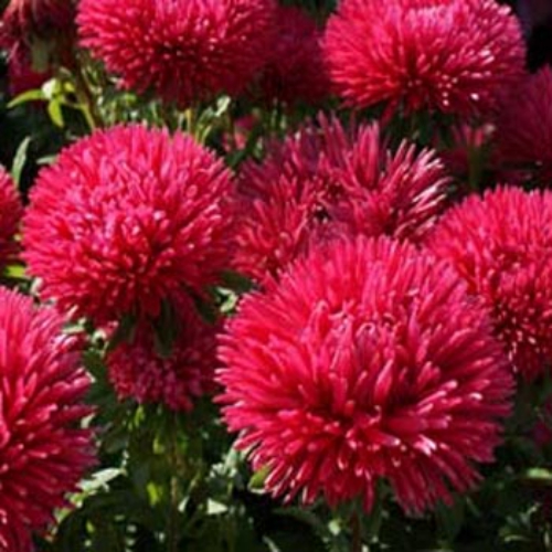 Aster Gremlin Red