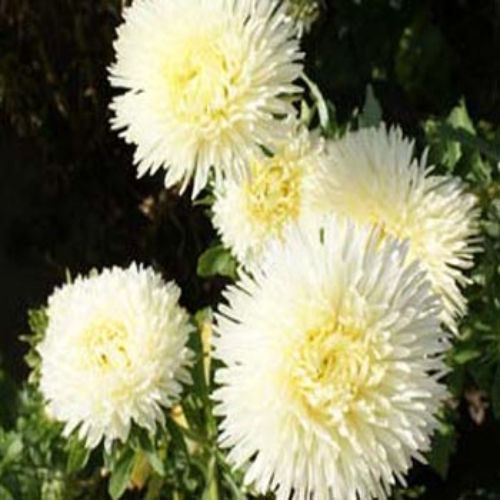 Aster Gremlin Yellow