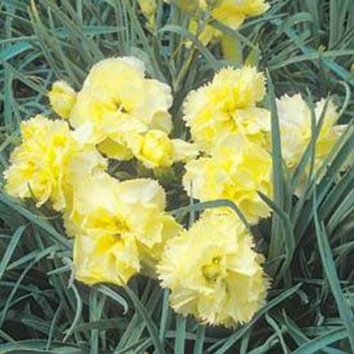 Carnations Yellow