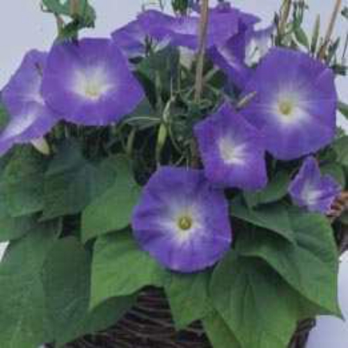 Heavenly Morning Glory