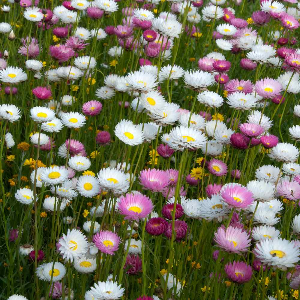 Paper Daisy Flower Seed Mix