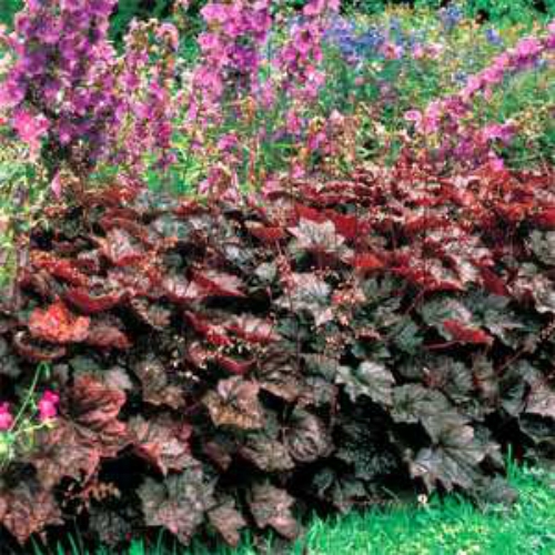 Heuchera Palace Purple Seed