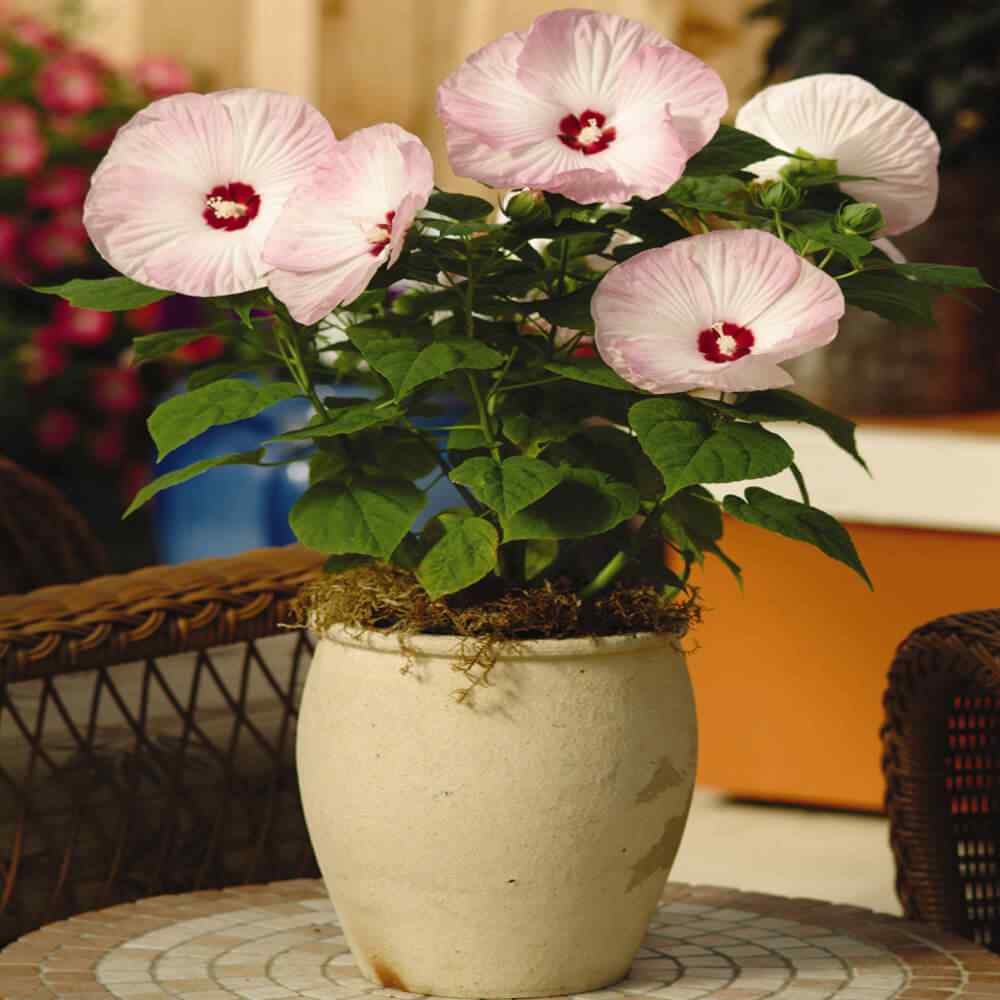 Hibiscus Luna Pink Flower Seeds For Container Gardening