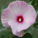 swirl hibiscus seeds pink