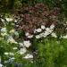 Hibiscus Mahogany Foliage Seed