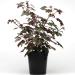 Hibiscus Mahogany Potted Plant