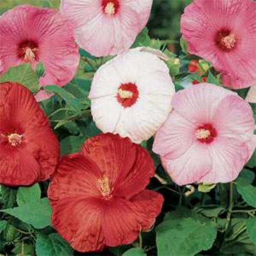Hibiscus Disco Belle