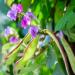 Hyacinth Bean Plant