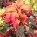 Amaranthus Bicolor Illumination Plant