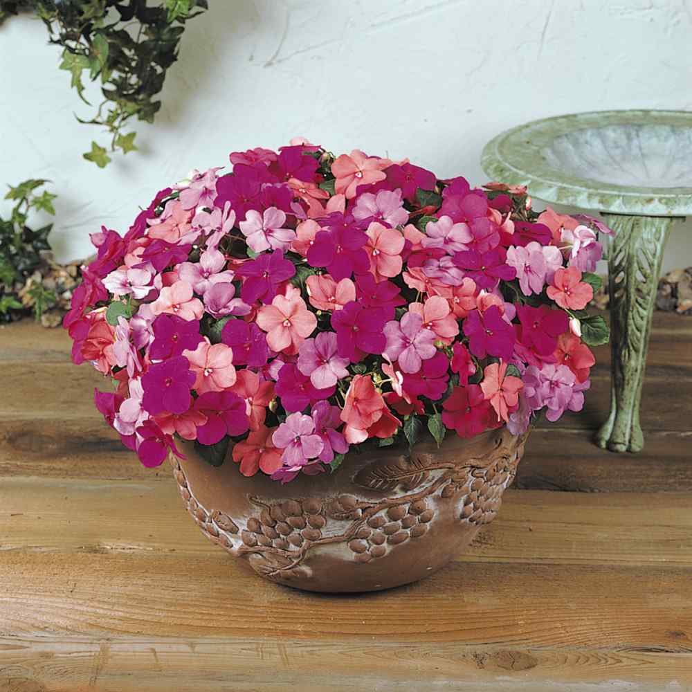 Raw Impatiens Seeds - Impatiens Paradise Flower Mix