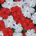 Impatiens Impreza Red White Flower Seed Mix