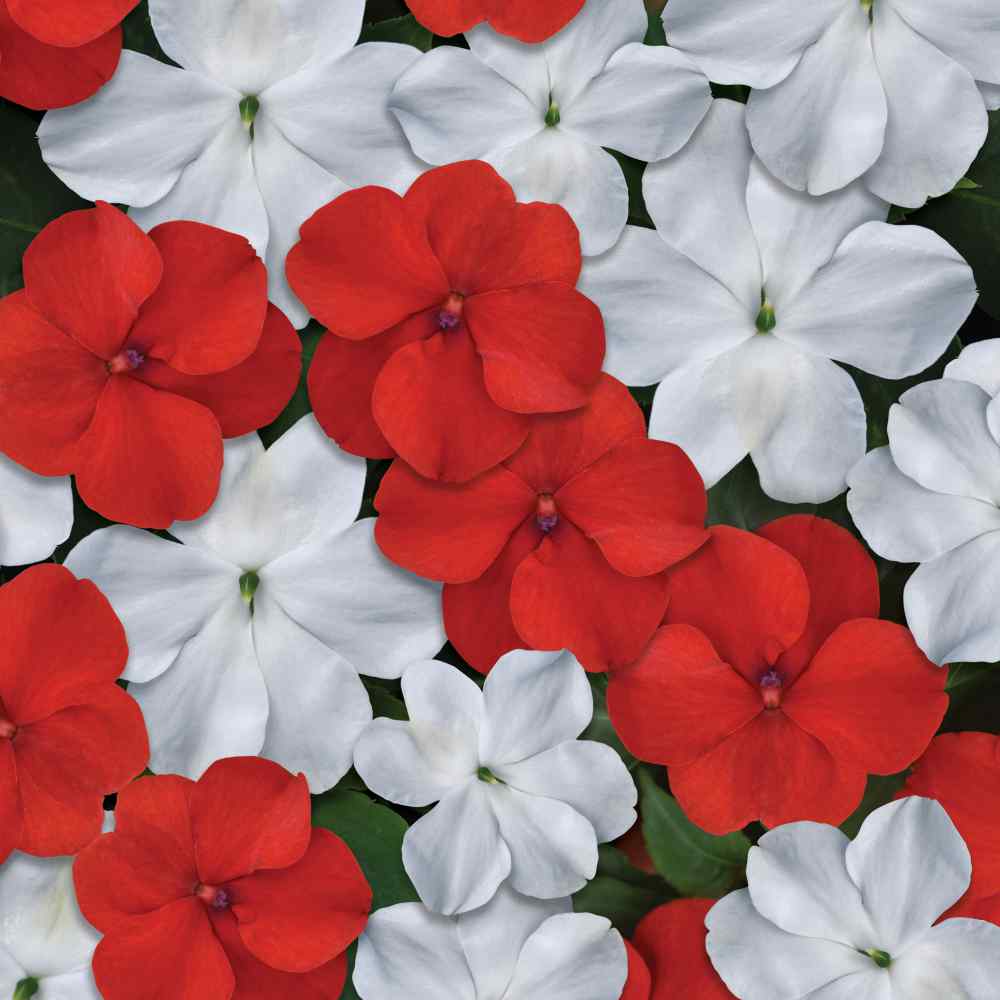 Red & White Impatiens Seed Mix