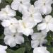 Impatiens White Flowering Plant