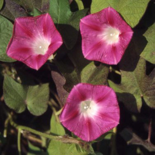 Morning Glory Crimson Rambler