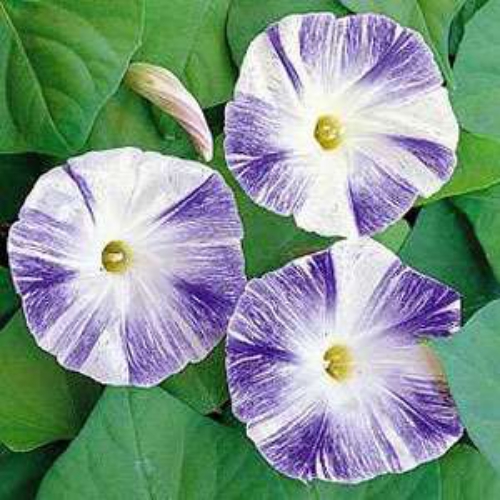 Morning Glory Flying Saucers