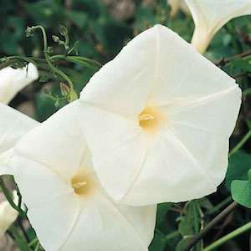 Morning Glory Pearly Gates