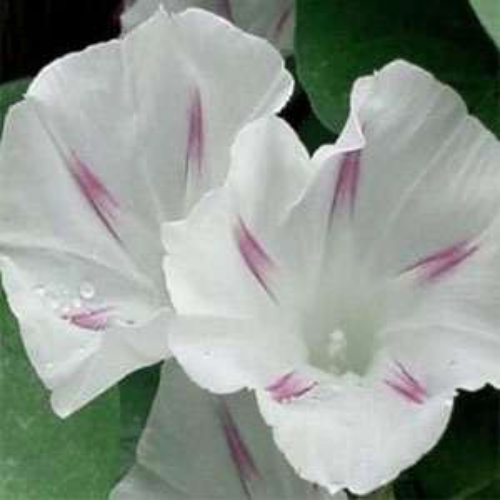 Shiva Flower