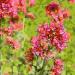 Centranthus Ruber Coccineus Red Flowers