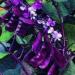hyacinth bean red