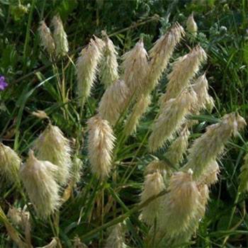 Lamarckia Aurea
