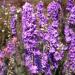 Larkspur Lilac Spire Flowers
