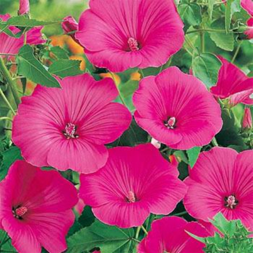 Rose Mallow Seeds Lavatera Trimestris Loveliness Flower Seed